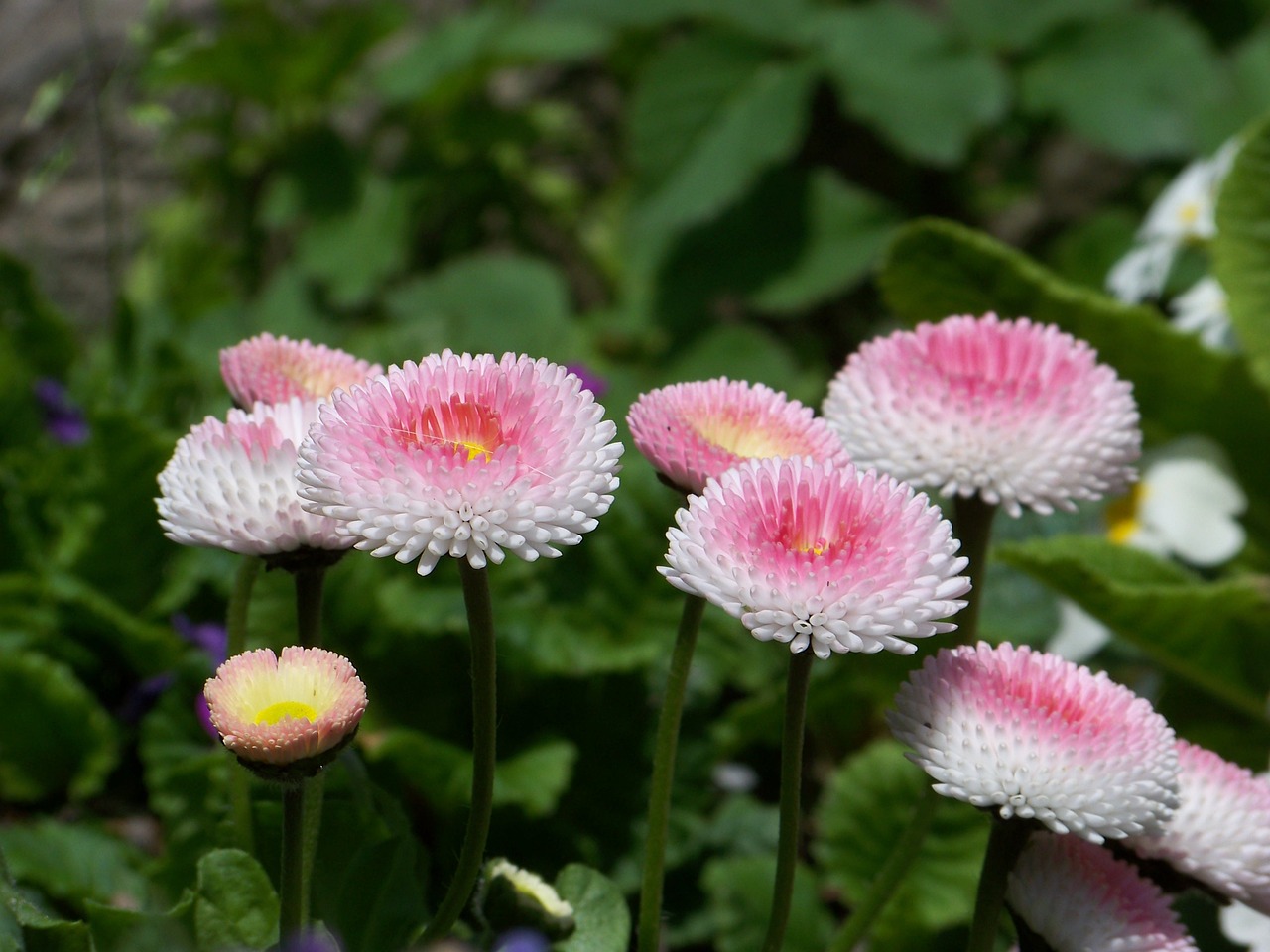 北京花卉租赁价格,实效解读性策略_贺版66.76.32